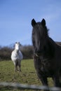 Portrait of black stallion with white horse in background Royalty Free Stock Photo