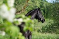 portrait of beautiful black stallion posing in beautiful natural park. sunny evening Royalty Free Stock Photo