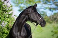 portrait of beautiful black stallion posing nearly blossom lilac bush at sunny evening. close up Royalty Free Stock Photo