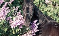 portrait of beautiful black stallion posing nearly blossom lilac bush at sunny evening. close up Royalty Free Stock Photo