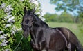 portrait of beautiful black stallion posing nearly blossom lilac bush. sunny evening Royalty Free Stock Photo