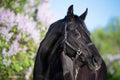 portrait of beautiful black stallion posing nearly blossom lilac bush. sunny evening. close up Royalty Free Stock Photo