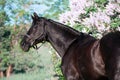 portrait of beautiful black stallion posing nearly blossom lilac bush. sunny evening Royalty Free Stock Photo