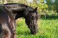 portrait of beautiful black stallion posing in spring garden Royalty Free Stock Photo