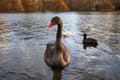 Portrait of beautiful black swan, Cygnus atratus. Royalty Free Stock Photo