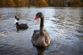 Portrait of beautiful black swan, Cygnus atratus. Royalty Free Stock Photo