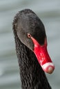 Portrait of a beautiful Black Swan Royalty Free Stock Photo