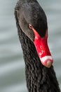 Photo portrait of a Black swan Royalty Free Stock Photo