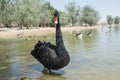 Portrait of beautiful black swan standing in the lake Royalty Free Stock Photo