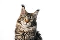 beautiful tabby maine coon cat portrait on white background Royalty Free Stock Photo