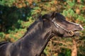 Portrait of beautiful black welsh pony in emotion