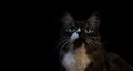 Portrait of a beautiful black and white cat with large green eyes and a white fluffy mustache on a black background Royalty Free Stock Photo