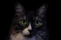 Portrait of a beautiful black and white cat with large green eyes and a white fluffy mustache on a black background Royalty Free Stock Photo