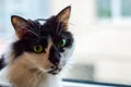 Portrait of a beautiful black and white domestic cat with green eyes in front of a window Royalty Free Stock Photo
