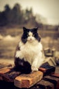 Portrait of beautiful black and white rural cat Royalty Free Stock Photo