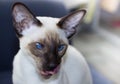 Portrait of beautiful blue eyes seal-point oriental cat. Royalty Free Stock Photo