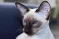 Portrait of beautiful blue eyes seal-point oriental cat. Royalty Free Stock Photo