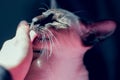 Portrait of beautiful blue eyes seal-point oriental cat. Royalty Free Stock Photo