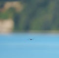 Portrait of a dragonfly flying in the air