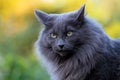 A portrait of a beautiful blue norwegian forest cat