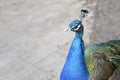 Portrait of a beautiful blue peacock on a gray background Royalty Free Stock Photo