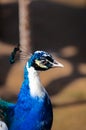 Portrait of a beautiful blue peacock, indian peafowl or common peafowl in captivity