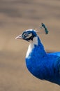 Portrait of a beautiful blue peacock, indian peafowl or common peafowl in captivity