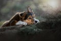 Portrait of a beautiful Border Collie in the sunset rays.A Border Collie puppy is lying on a log. Royalty Free Stock Photo