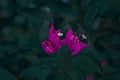portrait of a beautiful bougainvillea flower in dark pink
