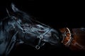 Portrait of 2 beautiful breed horse at black background. close up Royalty Free Stock Photo