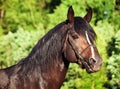 Portrait of beautiful breed sportive stallion