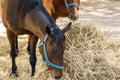 Portrait of a beautiful breeding brown horse eating hay. Feeding of riding horses outdoor