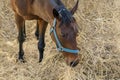 Portrait of a beautiful breeding brown horse in harness eating hay. Feeding of riding horses