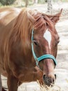 Portrait of a beautiful breeding brown muzzle horse eating hay. Feeding of riding horses Royalty Free Stock Photo