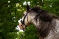 Portrait of a beautiful breeding stallion of the breed: gypsy vanner or irish cobin the coniferous forest, a horse with a long Royalty Free Stock Photo