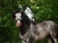 Portrait of a beautiful breeding stallion of the breed: gypsy vanner or irish cobin the coniferous forest, a horse with a long Royalty Free Stock Photo