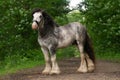 Portrait of a beautiful breeding stallion of the breed: gypsy vanner or irish cobin the coniferous forest, a horse with a long Royalty Free Stock Photo