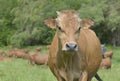 Portrait of a beautiful brown alpine cow in pasture