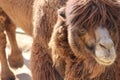 Portrait of beautiful brown camel walking in the desert Royalty Free Stock Photo