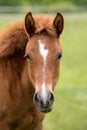 Portrait brown colt in summer Royalty Free Stock Photo