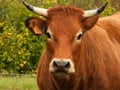 Portrait of a brown cow with horns and white patches around the eyes and nose Royalty Free Stock Photo