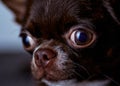 Portrait of a beautiful brown dreamy chihuahua male pup. Face close- up photo