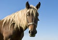 Portrait of beautiful brown horse Royalty Free Stock Photo