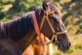 Portrait of beautiful brown horse. Brown horse head in stable closeup. Rural ranch life. Royalty Free Stock Photo