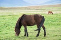 Portrait of a beautiful brown horse eating grass in a meadow Royalty Free Stock Photo