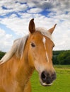 Portrait of a beautiful brown horse on a farm against a cloudy blue sky. Face closeup of chestnut stallion with blonde Royalty Free Stock Photo