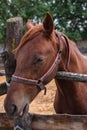 Portrait of a beautiful brown horse Royalty Free Stock Photo