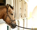 Portrait of a beautiful brown horse Royalty Free Stock Photo