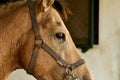 Portrait of a beautiful brown horse Royalty Free Stock Photo