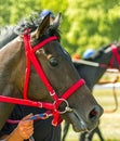 Portrait  brown horse closeup Royalty Free Stock Photo